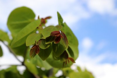 Cercidiphyllum japonica 'Pendula' - zmarličník japonský - list jaro
